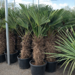 Palma konopná (Trachycarpus wagnerianus) – celková výška 150-180 cm, výška kmeňa 80-90 cm (-19°C)